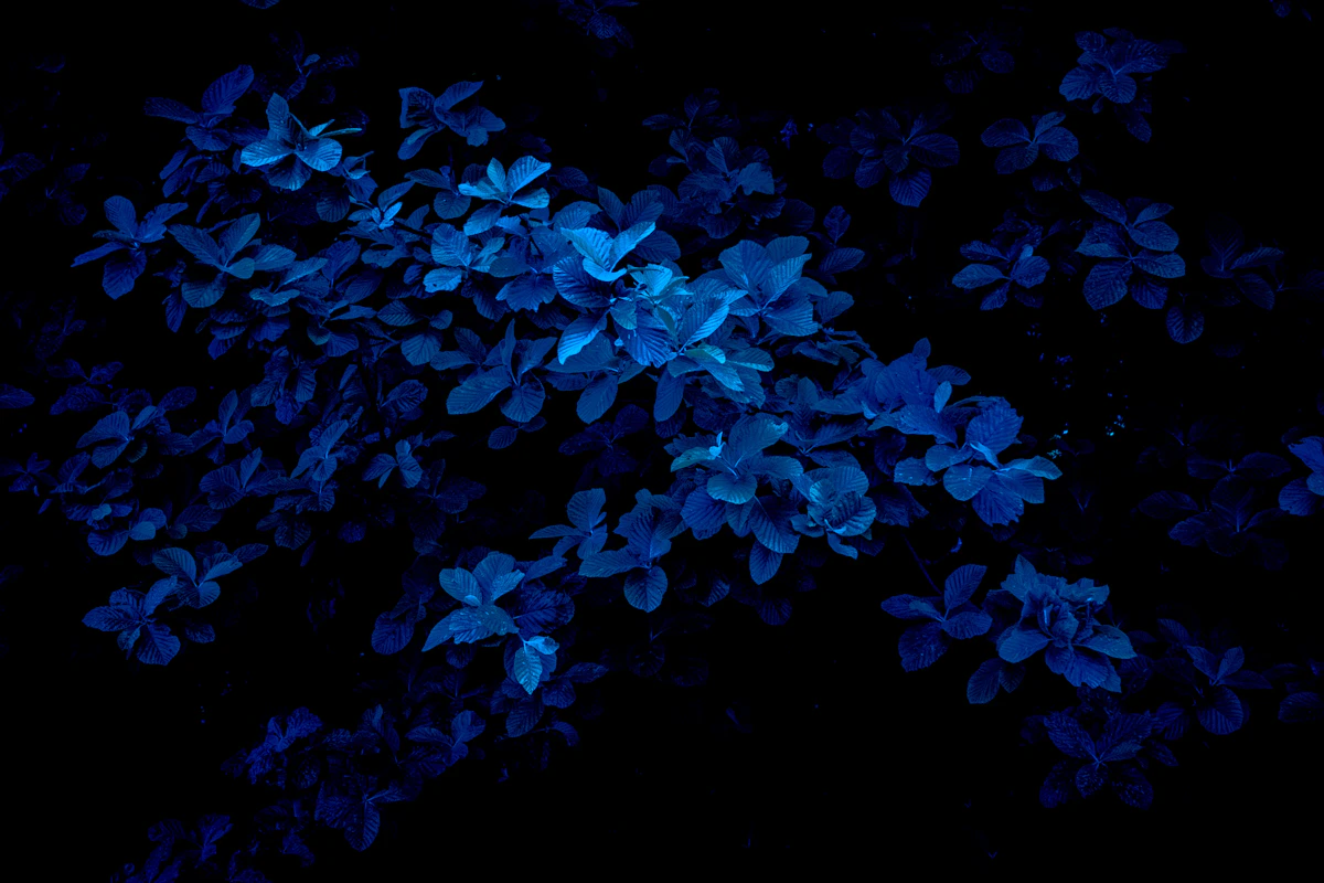 Bahamas (Exumas) - image 3
